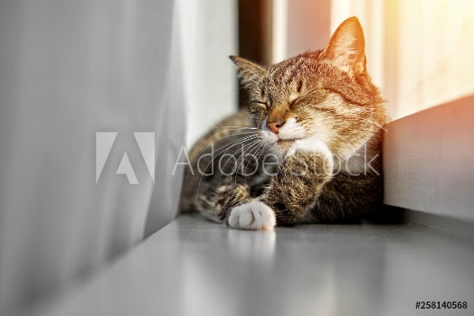 Picture of happy cat washes its paws on the window preparation for sleep sunset
